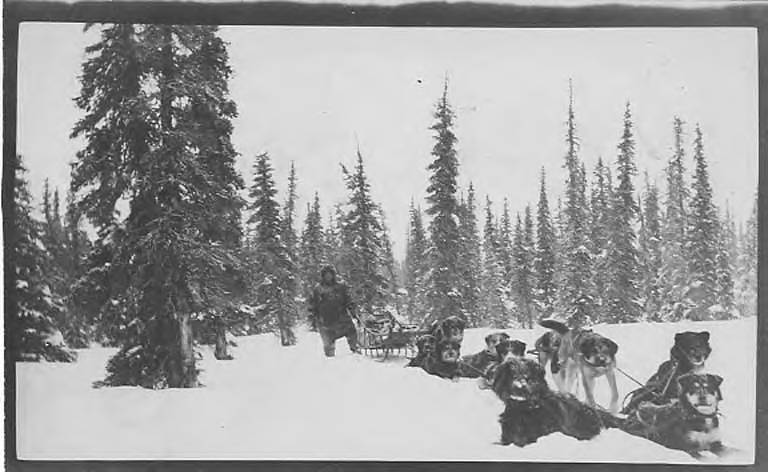 Man with dog sled at the edge of a snowy forest near Nome, Alaska, circa 1910 to 1912